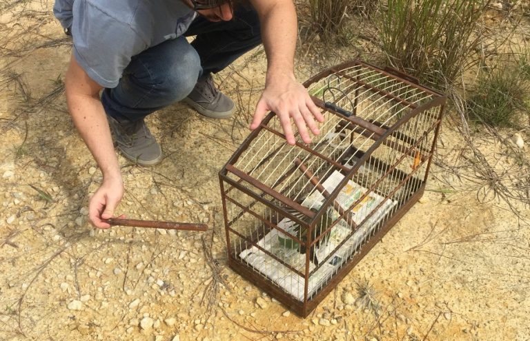 Famai realiza soltura de pássaros silvestres