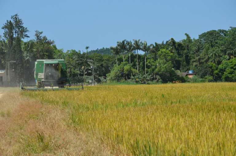 Camboriú inicia safra do arroz com expectativa de gerar R$ 4,5 milhões para famílias produtoras