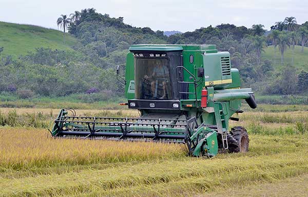 Produtividade do arroz aumenta 40% em Itajaí
