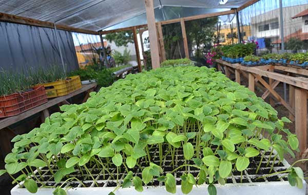 Secretaria de Agricultura mantém berçário de vegetais para o projeto Temperar