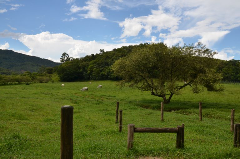 Inscrições abertas para processo seletivo do Programa Tatu de Educação Socioambiental