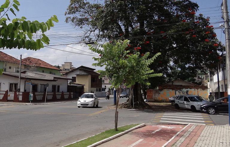 Projeto que estabelece normas e padrões de arborização urbana é aprovado pela Câmara de Vereadores