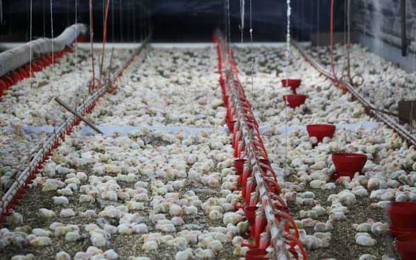 Embargo europeu ao frango brasileiro pode fechar 45 mil empregos no país