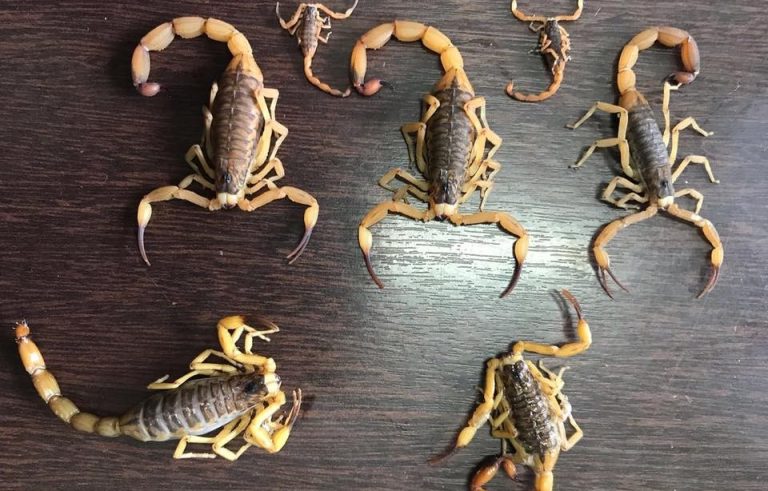 Equipe captura sete escorpiões amarelos em Camboriú