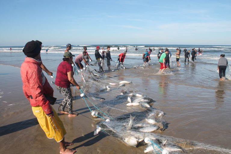 Pescadores fazem a maior captura de tainha do ano do Sul de SC, com 12 toneladas