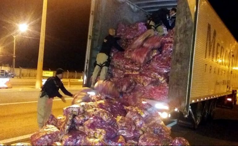 PRF prende caminhoneiro com 1,2 tonelada de maconha em Itapema
