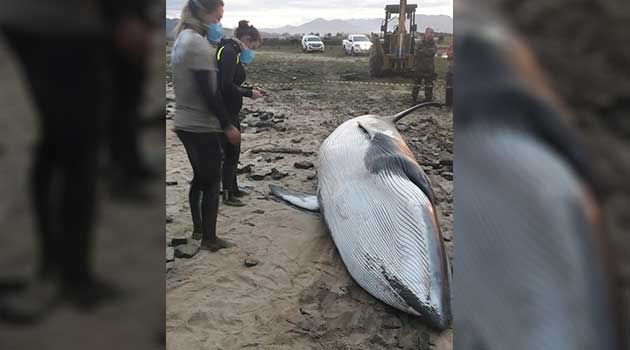 Baleia de 7,5 metros morre após encalhar na praia em Tijucas