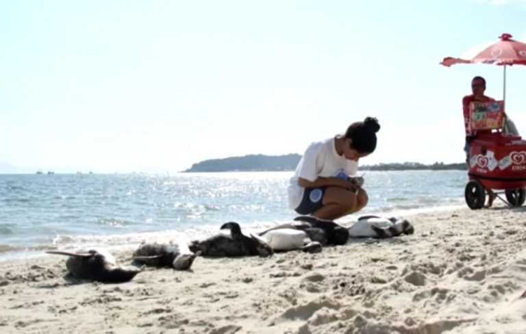 Ibama apura mortes de pinguins 108 encontrados em praias de Florianópolis