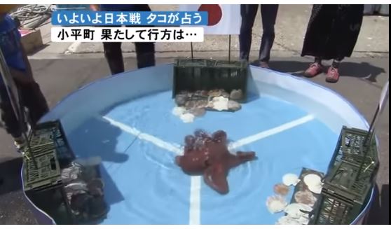 Polvo Rabio, vidente da Copa, vira sashimi no Japão
