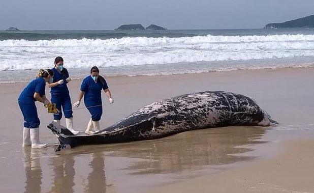 Baleia de 7 metros é encontrada morta em praia de SC