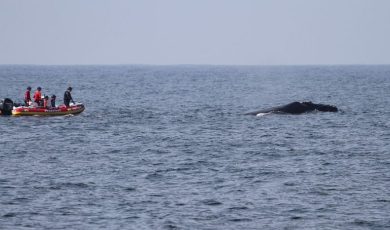 Filhote de baleia-franca que estava preso em rede é resgatado