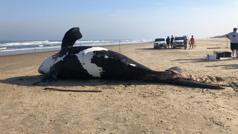Filhote de baleia-franca encalha na areia no Sul de SC