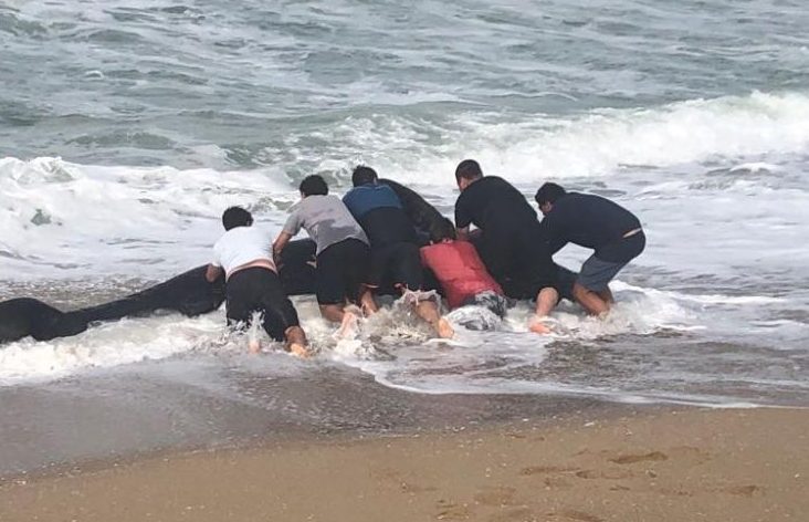 Vídeo: Filhote de Baleia encalha em praia de SC