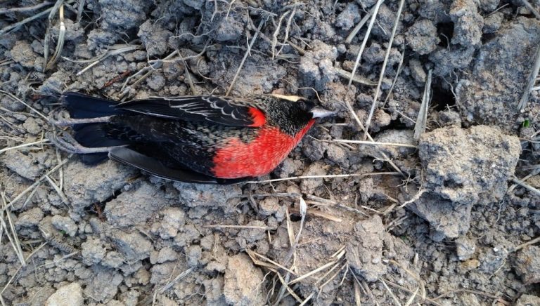 300 pássaros aparecem mortos perto de plantação de arroz em Camboriú