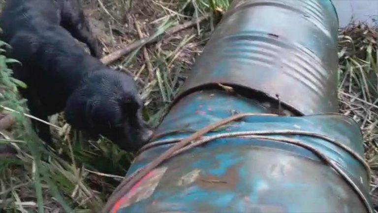 Com ajuda de cão, bombeiros encontram corpo de homem dentro de tonéis no fundo de rio