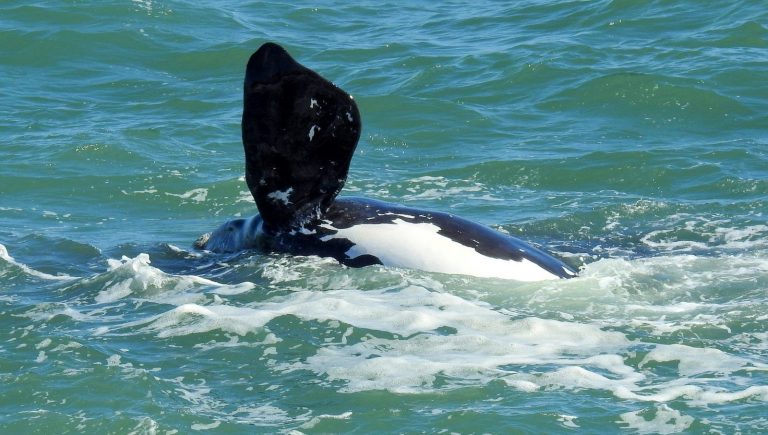 Ao menos 70 baleias são vistas no litoral de SC neste feriado