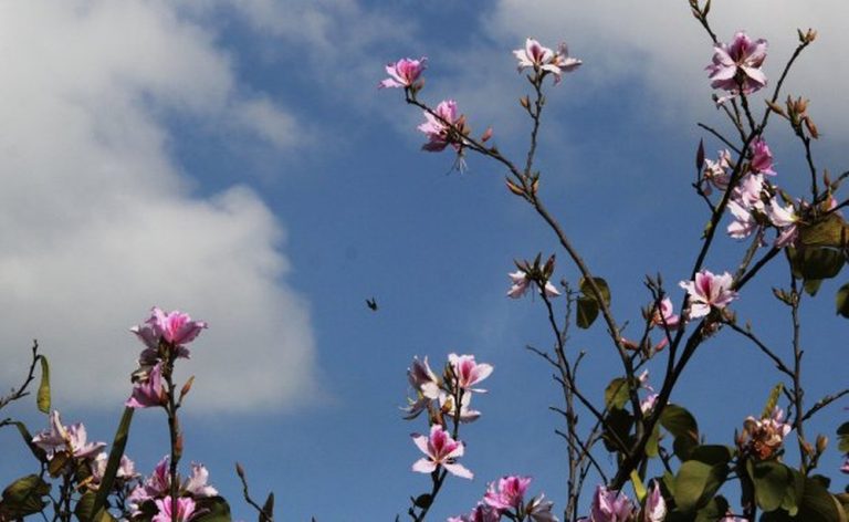 Primavera começa neste sábado e deve ser mais quente que o normal em SC
