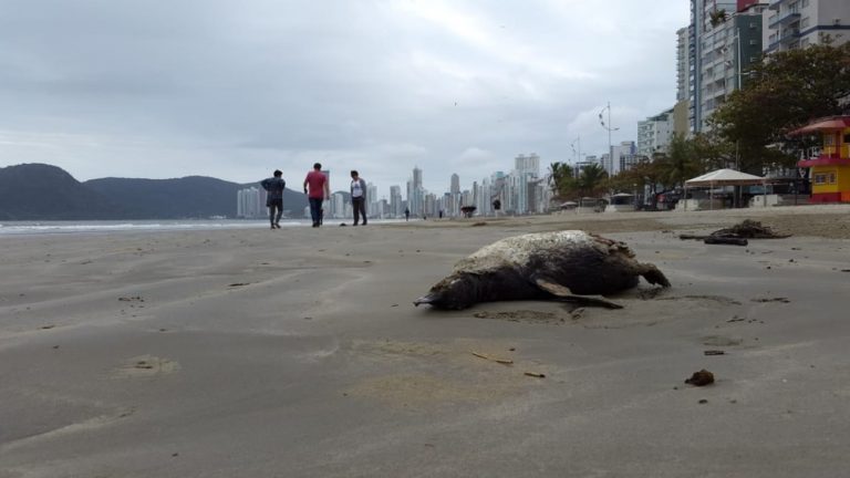 Pinguins são encontrados mortos em praias de Balneário Camboriú
