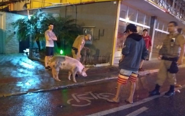 Porca solta mobiliza PM por cerca de uma hora em rua do Centro de Navegantes