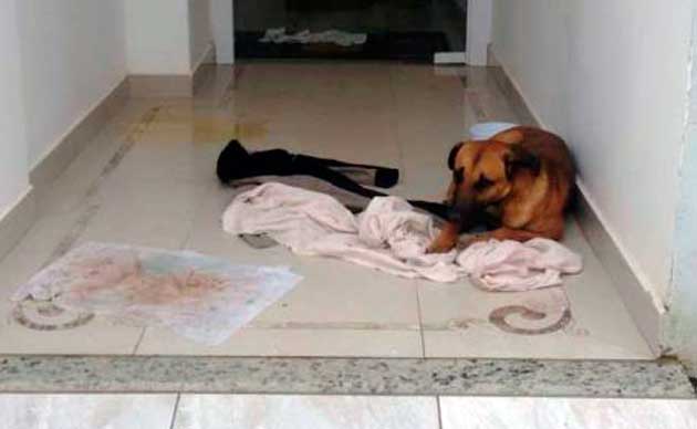 Homem arranca testículos de cachorro em Camboriú
