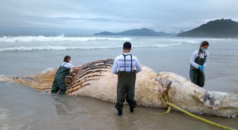 Baleia jubarte de 7 toneladas aparece morta na Praia Brava