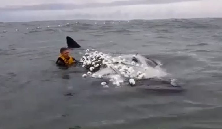 Surfista salva filhote de baleia preso em rede de pesca