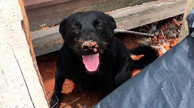 Sábado tem feira de adoção de animais na Praça das Figueiras