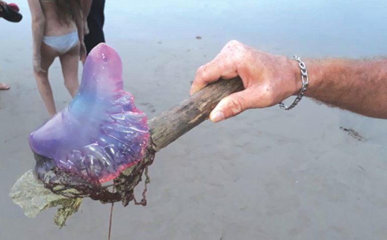 Litoral está cheio de águas-vivas na areia