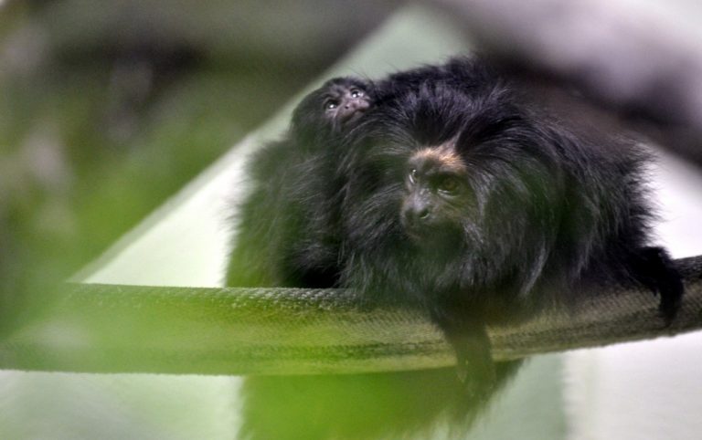 Filhote de mico-leão-preto nasce em zoológico de Pomerode