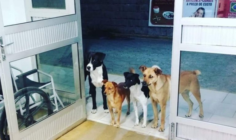 Morador de rua da entrada em Hospital e seus cães ficam esperando na porta