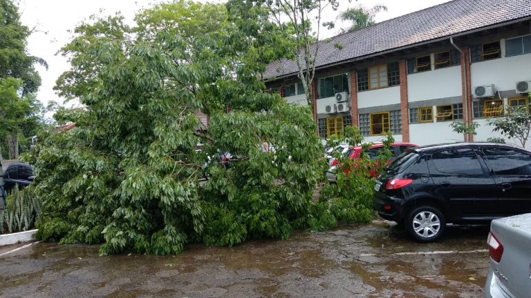 Temporal causa estragos, quedas de árvores e destelhamentos em cidades de SC