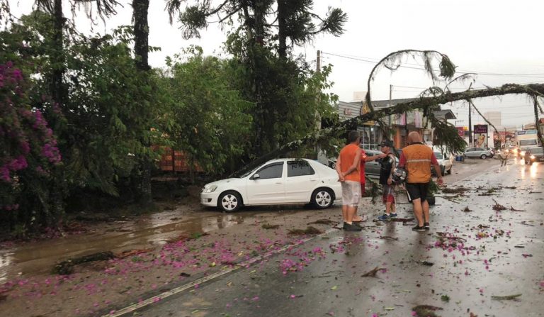 Fotos: Temporal causa destelhamentos e quedas de árvores em Ilhota