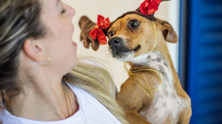 Cães participam de ensaio fotográfico de Natal para estimular adoção