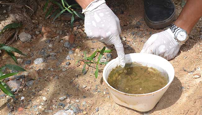 Saúde de Camboriú alerta sobre os cuidados com a dengue