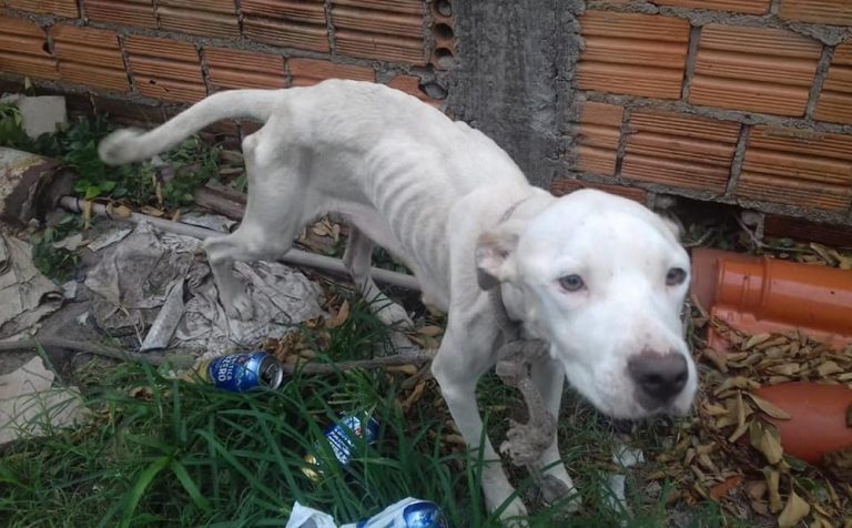 Cadela e filhotes são resgatados vítimas de maus-tratos