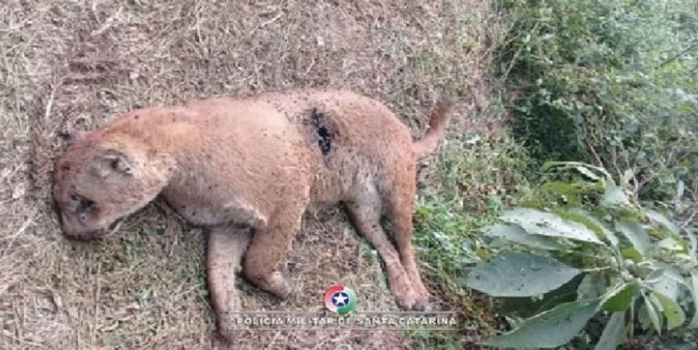 Onça Parda é encontrada morta em terreno no norte de SC
