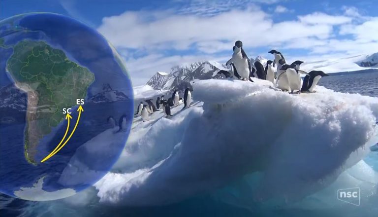 Pesquisadores estudam presença e mortes de pinguins no litoral de SC