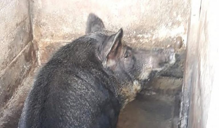 Operação contra farra do boi interdita propriedade e apreende animais