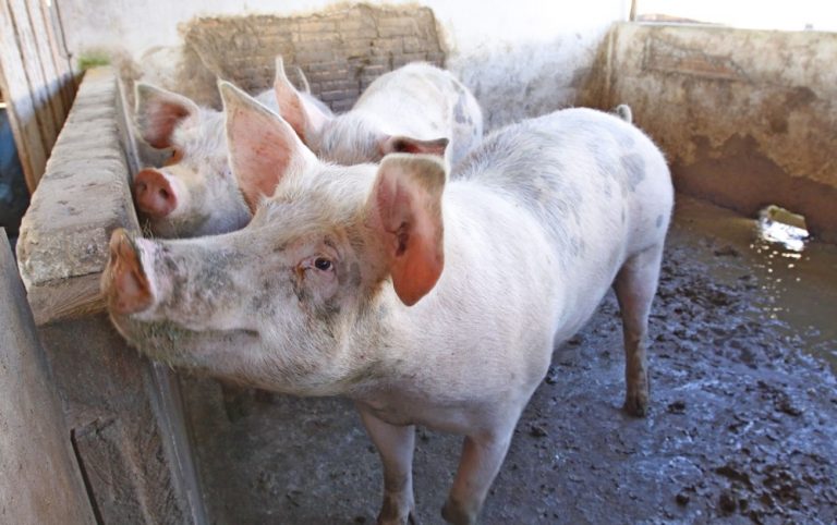 Coreia do Sul habilita mais 6 frigoríficos de SC para exportar carne suína e de frango