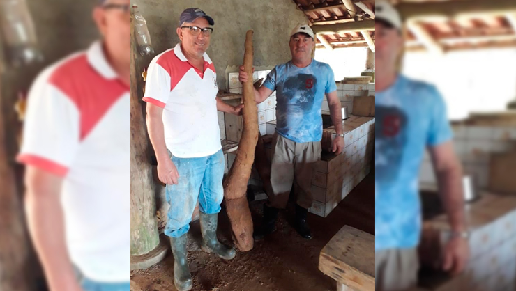 Agricultor colhe mandioca de 26 kg em Tijucas