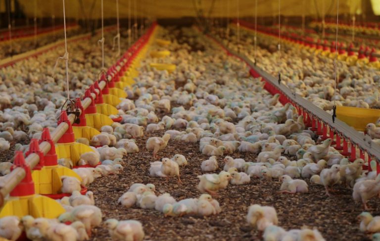 SC tem alta de 56% nas exportações de carne no 1º semestre de 2019