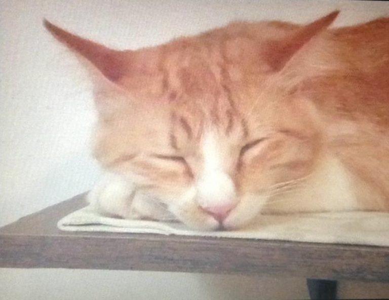 Juíza decide que gato Mingau, disputado por casal separado, terá guarda compartilhada