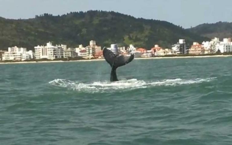 Baleia é avistada na Praia de Palmas em Governador Celso Ramos