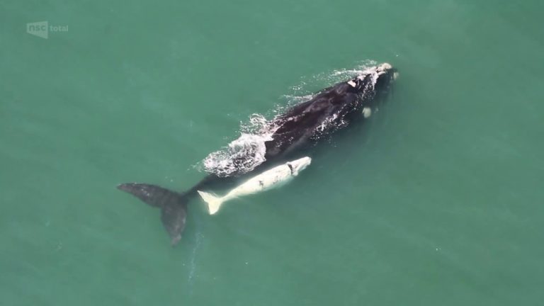 Sobrevoo registra mais de 50 baleias-francas no litoral de SC