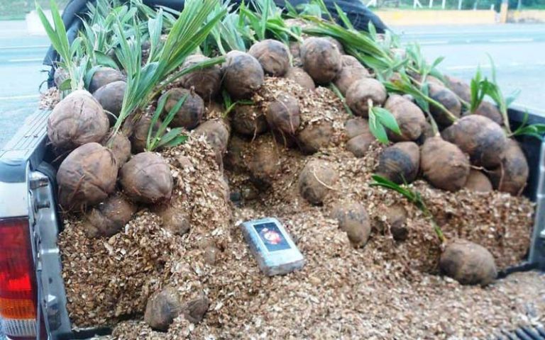 450 quilos de cocaína escondidas em carga de coco