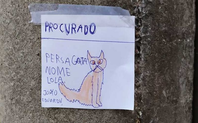 Menino de 8 anos espalha desenhos em postes em busca de gata ‘fujona’