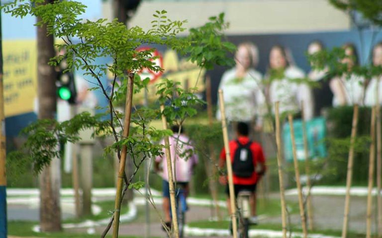 Mais de 400 mudas de árvores são plantadas na avenida Contorno Sul