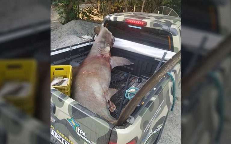 Tubarão de 211 kg grávida de 23 filhotes é encontrada em Bombinhas