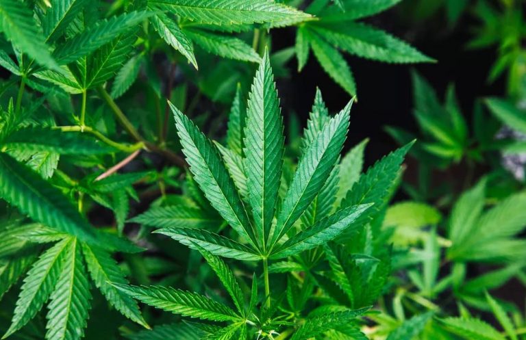 Cannabis medicinal no Brasil: veja o que muda com as novas regras da Anvisa