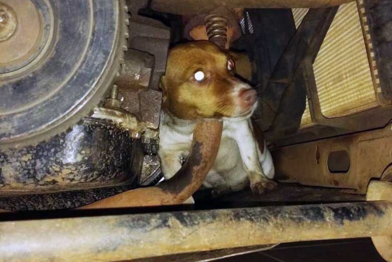 VÍDEO: Com medo de fogos, cão fica preso em motor de carro